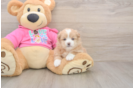 Energetic Shipom Designer Puppy