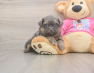 5 week old Shih Pom Puppy For Sale - Seaside Pups