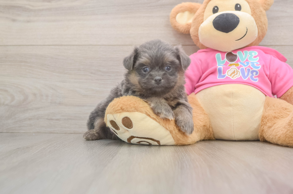 5 week old Shih Pom Puppy For Sale - Seaside Pups