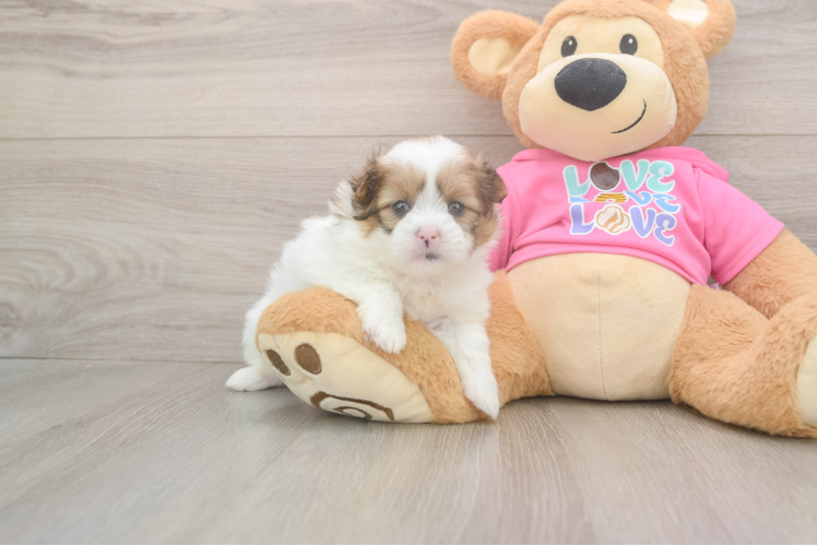 Sweet Shih Pom Baby