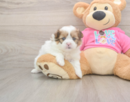 5 week old Shih Pom Puppy For Sale - Seaside Pups
