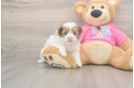 Sweet Shih Pom Baby