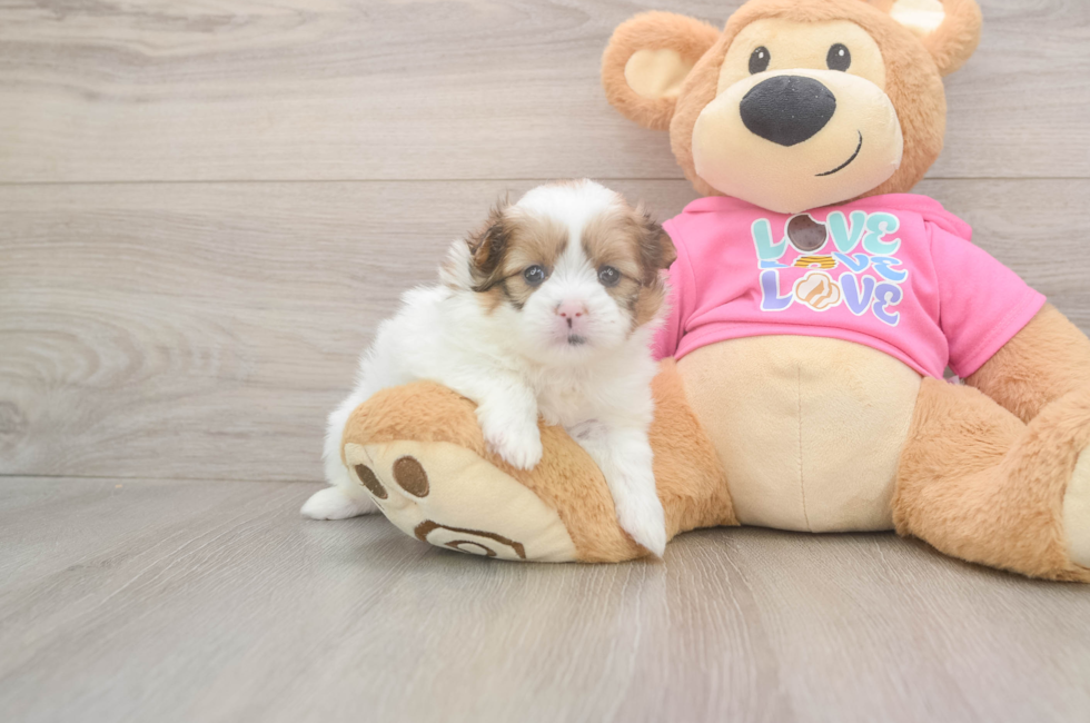 5 week old Shih Pom Puppy For Sale - Seaside Pups