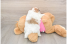 Playful Pomtzu Designer Puppy
