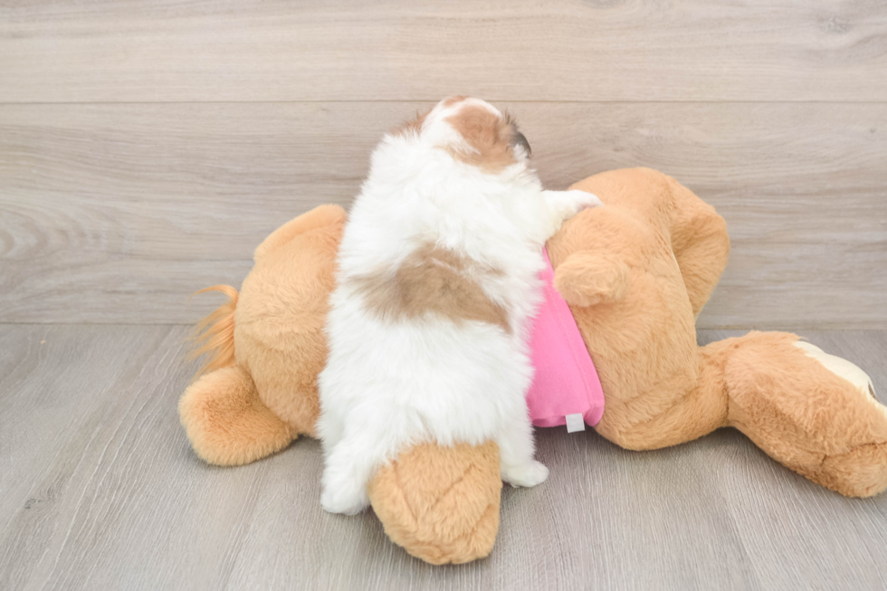 Playful Pomtzu Designer Puppy