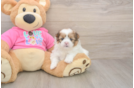 Shih Pom Pup Being Cute