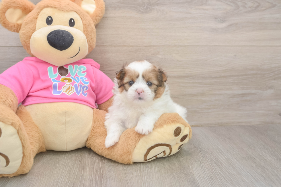 Shih Pom Pup Being Cute