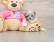 6 week old Shih Pom Puppy For Sale - Seaside Pups