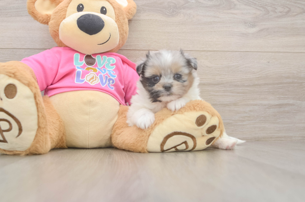 5 week old Shih Pom Puppy For Sale - Seaside Pups