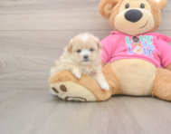 5 week old Shih Pom Puppy For Sale - Seaside Pups
