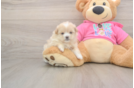 Shih Pom Puppy for Adoption
