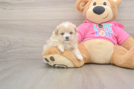 Shih Pom Puppy for Adoption