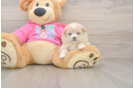 Popular Shih Pom Designer Pup