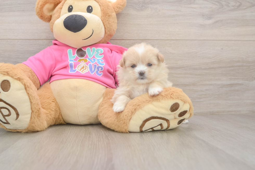 Popular Shih Pom Designer Pup