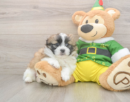 5 week old Shih Pom Puppy For Sale - Seaside Pups