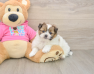 6 week old Shih Pom Puppy For Sale - Seaside Pups