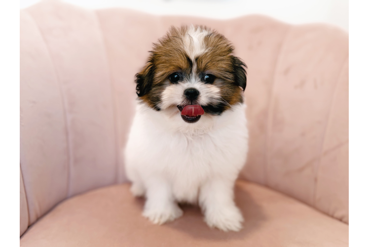 Cute Shih Pom Baby