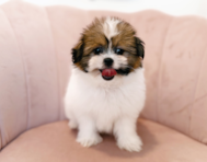 10 week old Shih Pom Puppy For Sale - Seaside Pups