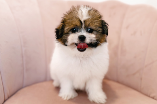 Cute Shih Pom Baby