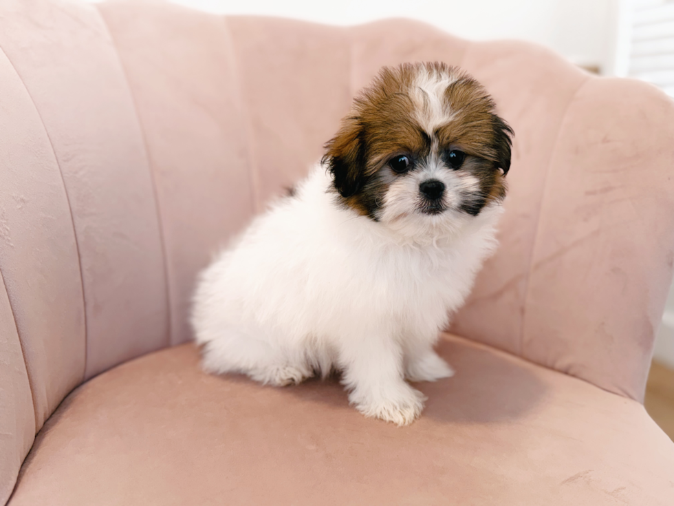 Cute Shih Pom Designer Pup
