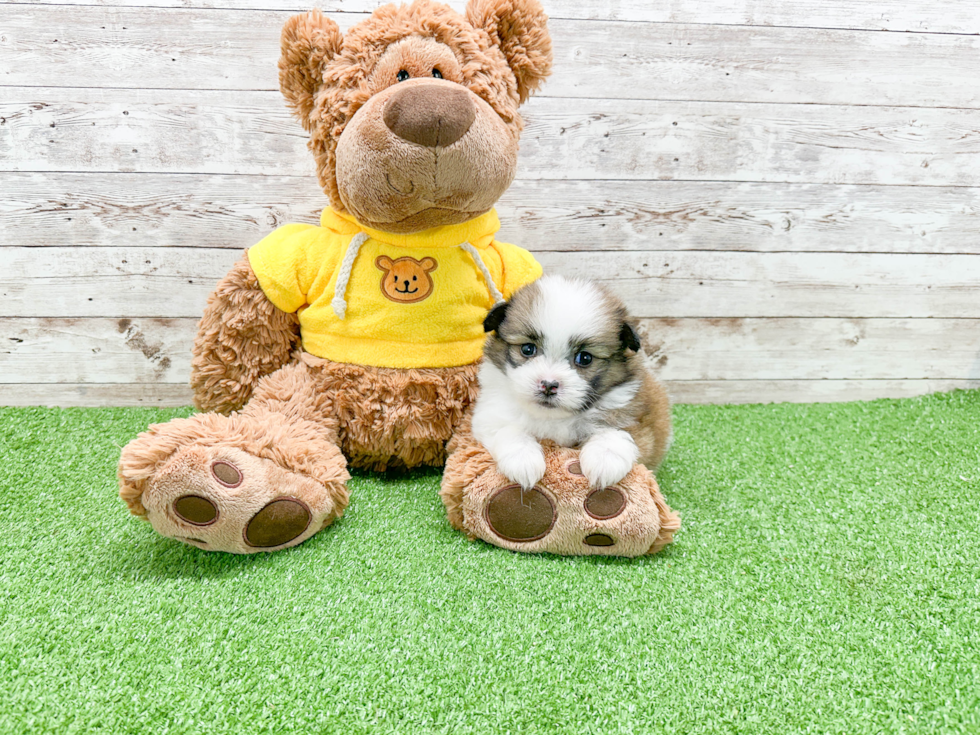 Best Shih Pom Baby
