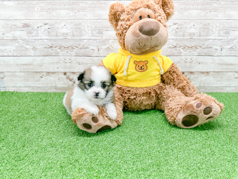 Energetic Pomshi Designer Puppy