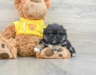 6 week old Shih Pom Puppy For Sale - Seaside Pups