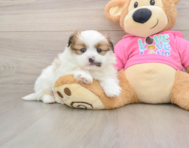 7 week old Shih Pom Puppy For Sale - Seaside Pups