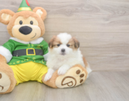 5 week old Shih Pom Puppy For Sale - Seaside Pups