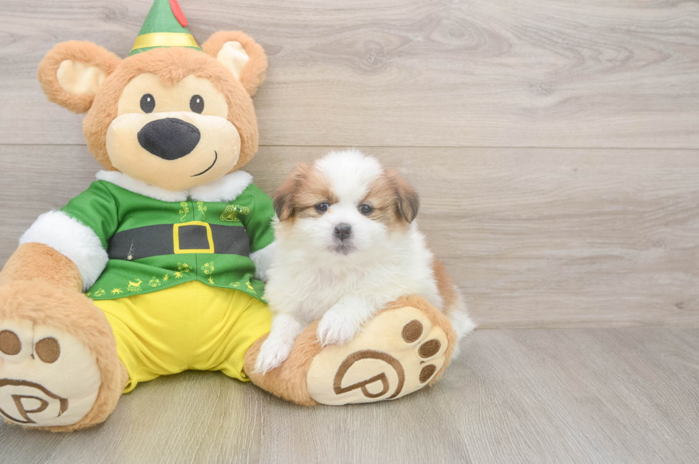 5 week old Shih Pom Puppy For Sale - Seaside Pups
