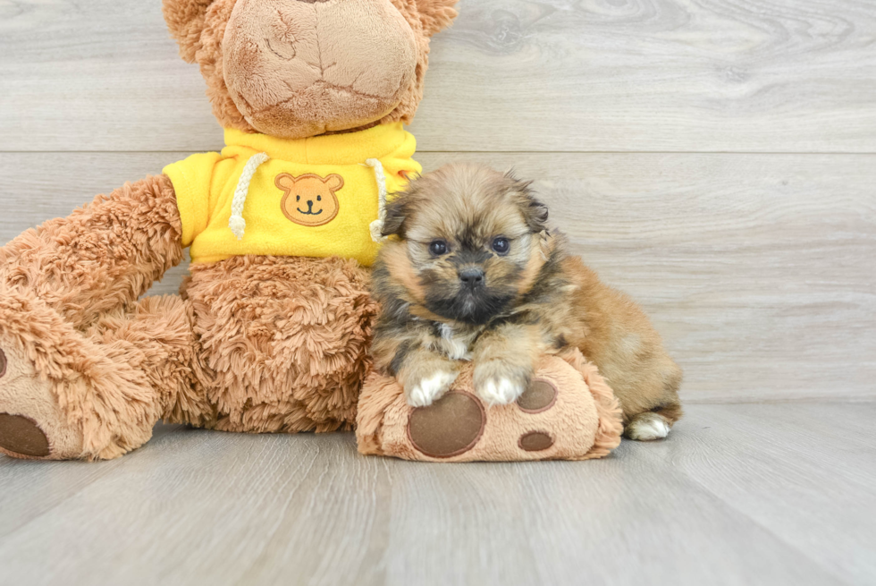 Happy Shih Pom Baby