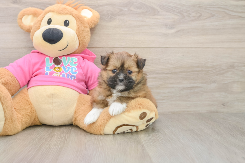 Shih Pom Pup Being Cute