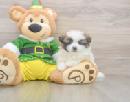 5 week old Shih Pom Puppy For Sale - Seaside Pups