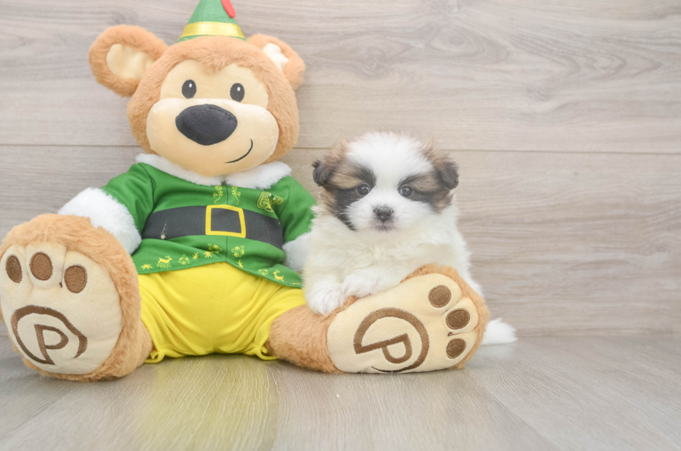 5 week old Shih Pom Puppy For Sale - Seaside Pups