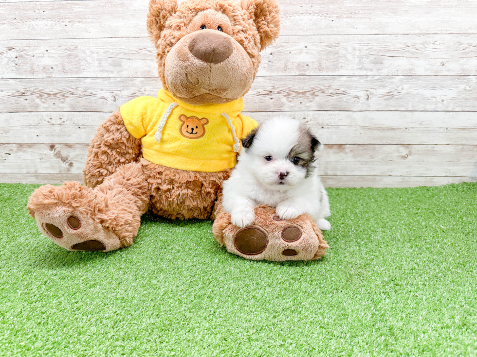 Shih Pom Puppy for Adoption