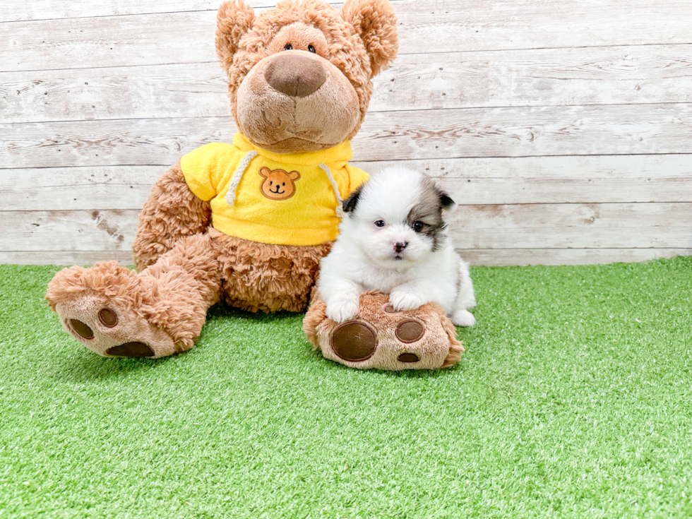 Shih Pom Pup Being Cute