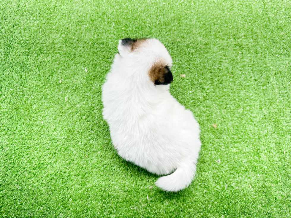 Petite Shih Pom Designer Pup