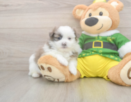 5 week old Shih Pom Puppy For Sale - Seaside Pups