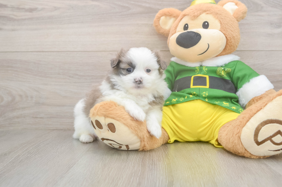 5 week old Shih Pom Puppy For Sale - Seaside Pups