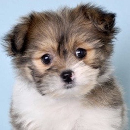 Shih Pom Puppy For Sale - Seaside Pups