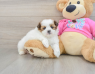 5 week old Shih Pom Puppy For Sale - Seaside Pups