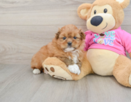 5 week old Shih Pom Puppy For Sale - Seaside Pups