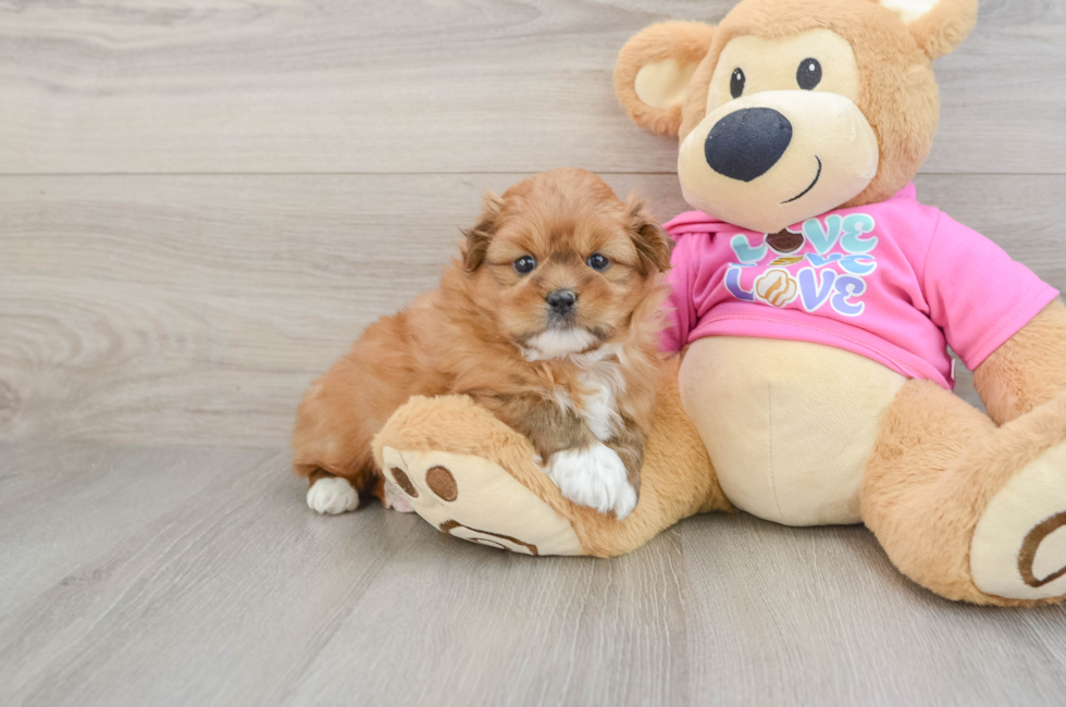 5 week old Shih Pom Puppy For Sale - Seaside Pups