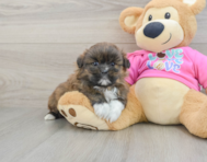 5 week old Shih Pom Puppy For Sale - Seaside Pups
