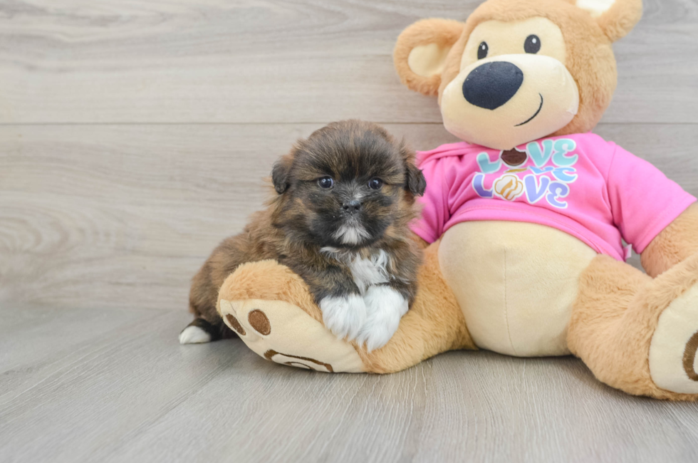 5 week old Shih Pom Puppy For Sale - Seaside Pups