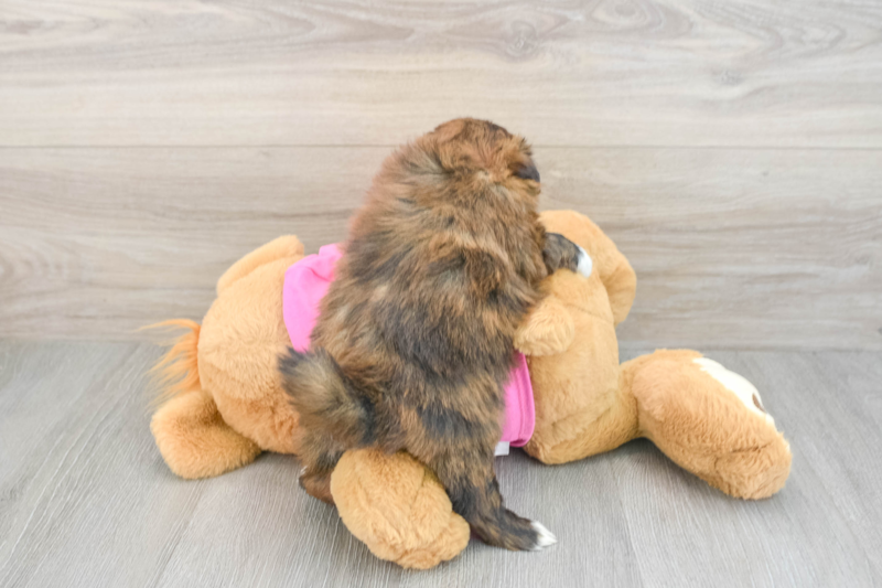 Meet Russ - our Shih Pom Puppy Photo 2/3 - Seaside Pups