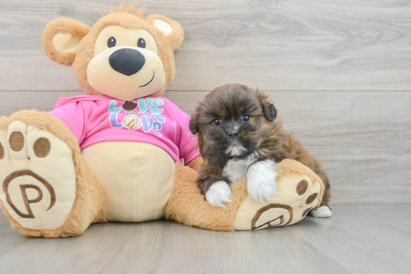 Meet Russ - our Shih Pom Puppy Photo 3/3 - Seaside Pups