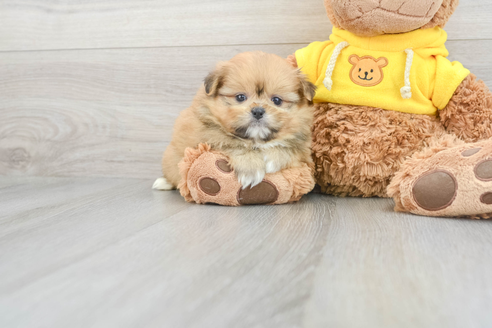 Best Shih Pom Baby