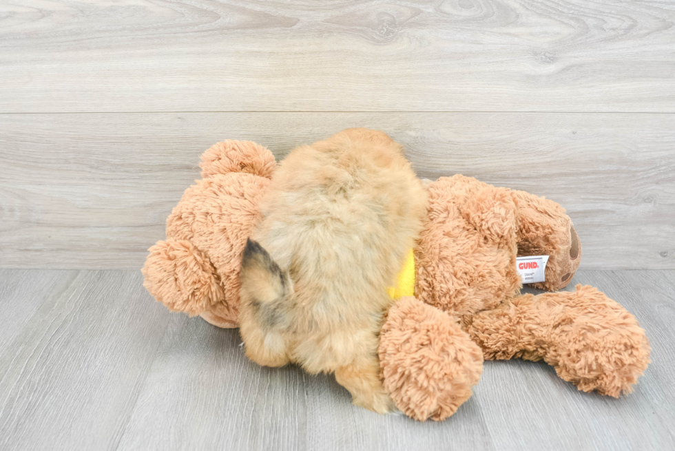 Shih Pom Pup Being Cute