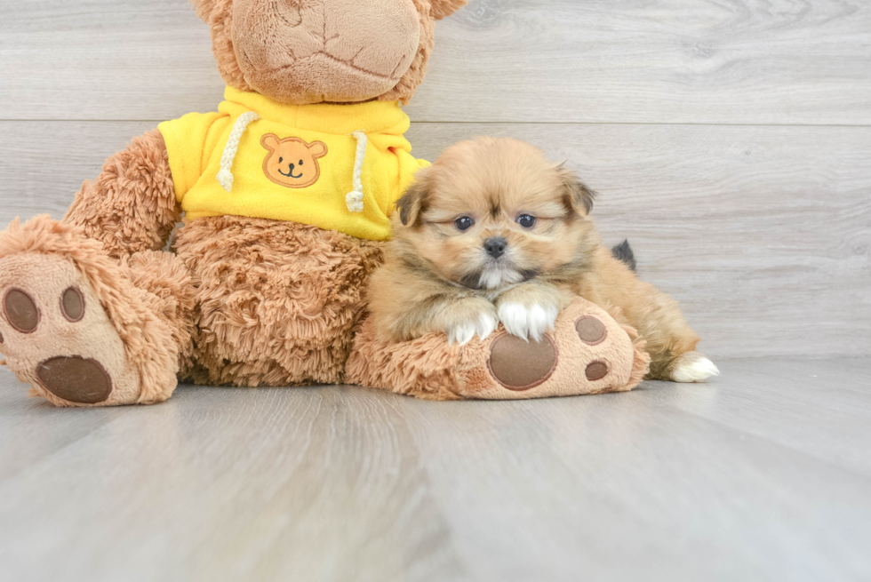 Best Shih Pom Baby